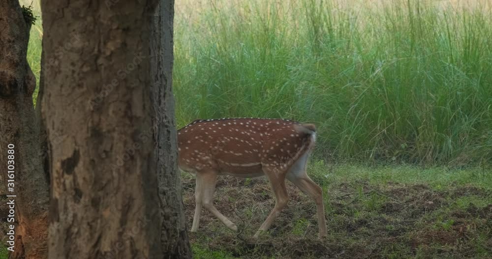 Young female chital or spotted deer walking. Fresh green grass in the forest of Ranthambore National Park. Safari, ecology tourism, animal protection concept. Rajasthan, India Young female chital or spotted deer walking. Fresh green grass in the forest of Ranthambore National Park. Safari, ecology tourism, animal protection concept. Rajasthan, India