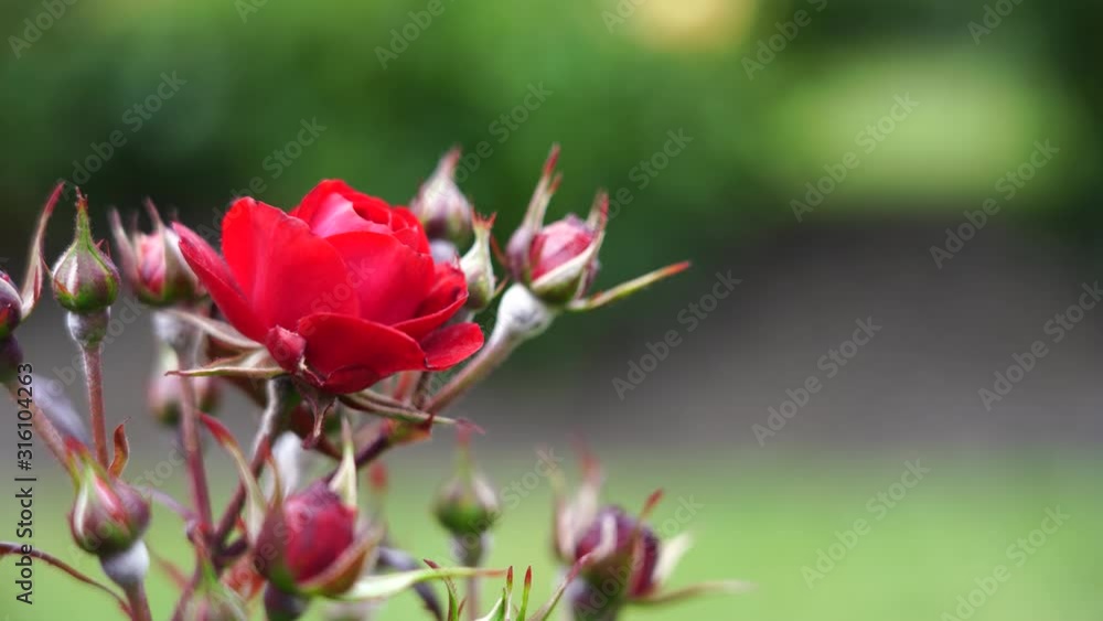 Rose bud. Beautiful rose plant in a sunny and windy day; 4K viedo Rose bud. Beautiful rose plant in a sunny and windy day; 4K viedo