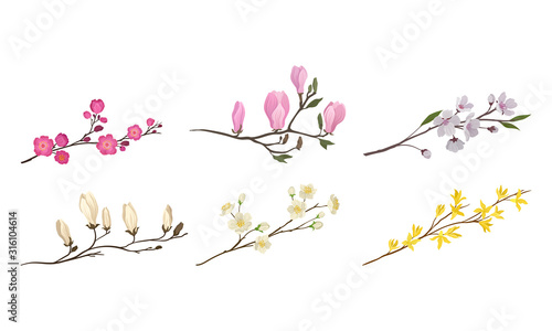 Blooming Tree Branches and Twigs with Tender Flower Buds Vector Set