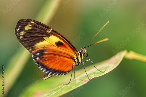 Tiger Heliconian - Heliconius ismenius, beautiful colored brushfoot butterfly from Central and South American meadows, Ecuador. © David