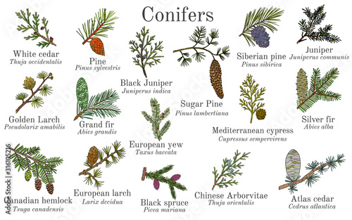 Set of different conifiers branches with cones photo