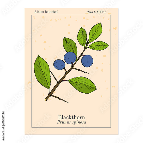 Blackthorn Prunus spinosa , or sloe, edible and medicinal plant