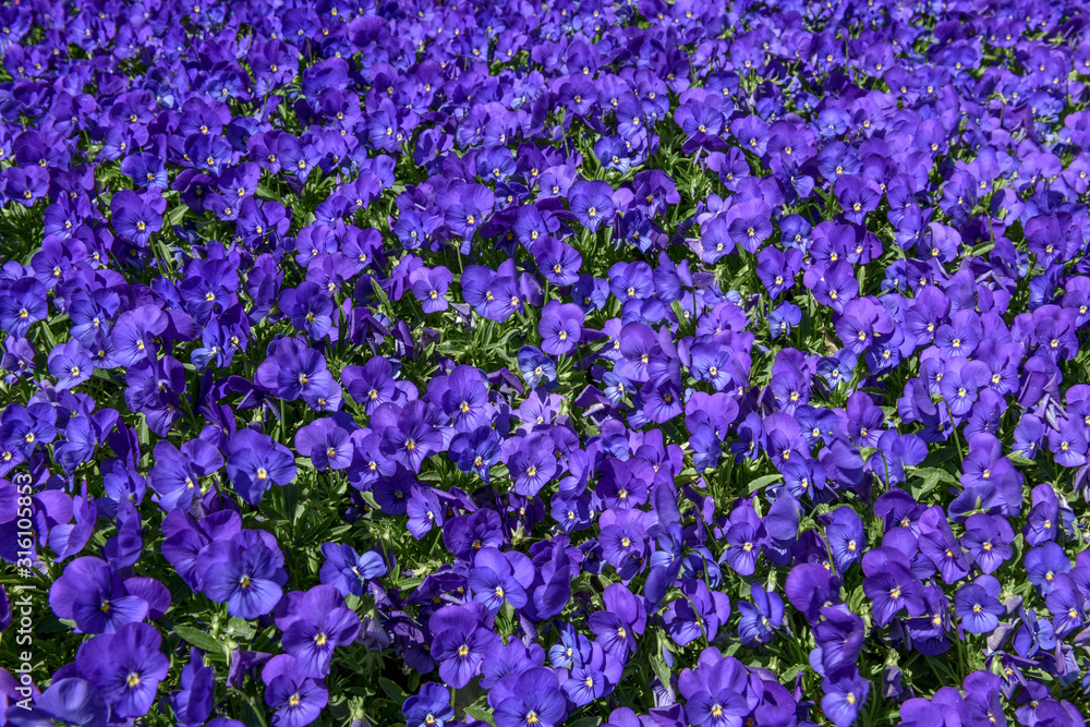 Floral violet pattern. Background from many violets. Flowered meadow. Floral violet pattern. Background from many violets. Flowered meadow.