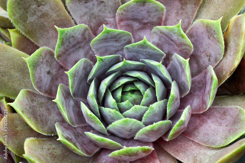 Grün - Rosa Sempervivum - Hauswurz Pflanze im Steingartenbeet im Detail