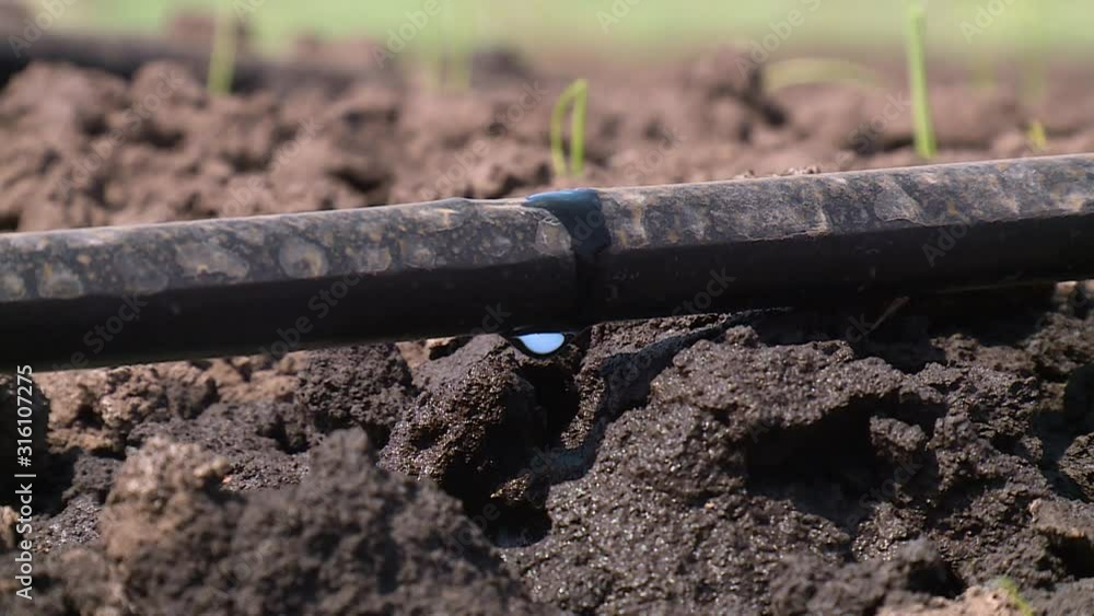 Drip irrigation of farmland fields Drip irrigation of farmland fields