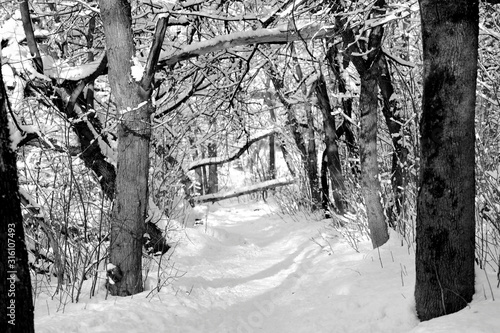 Wallpaper Mural Snowy forest on a sunny winter day. Monochrome natural background Torontodigital.ca
