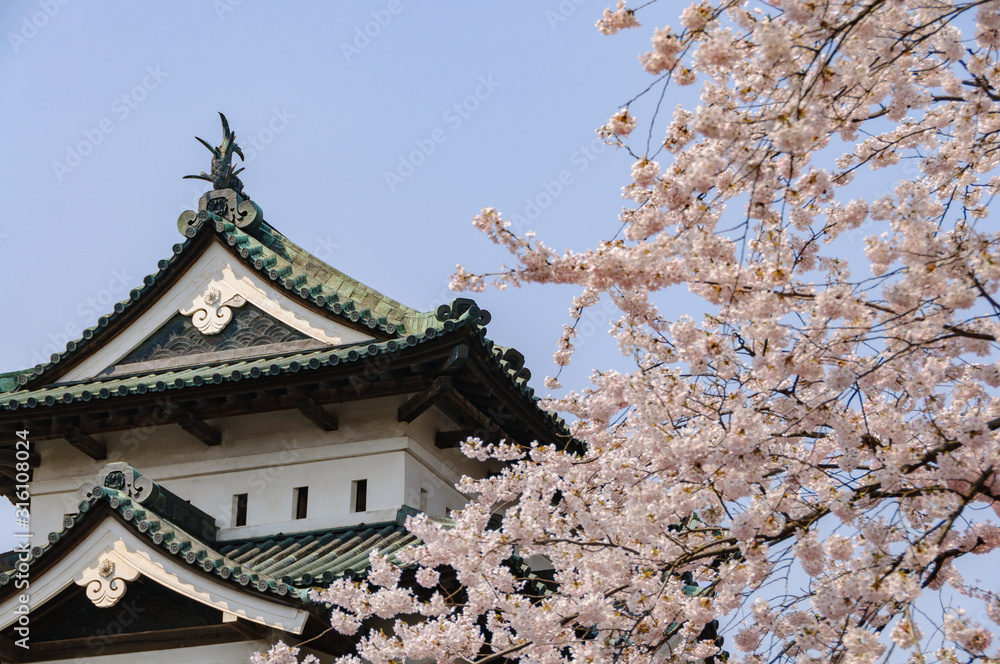 弘前城の桜 弘前城の桜