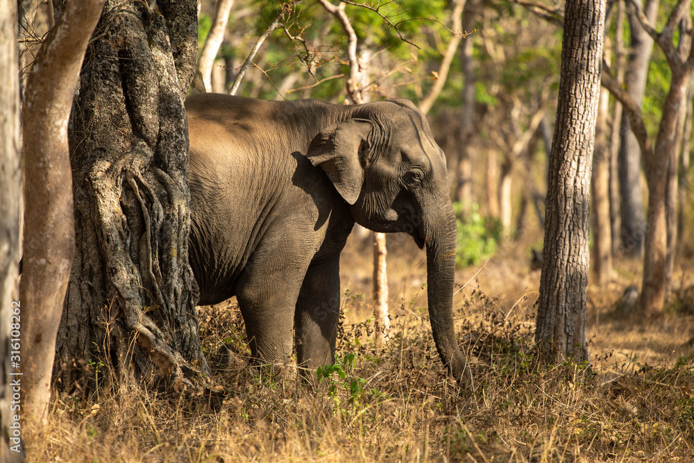 Fototapeta premium Wild elephant