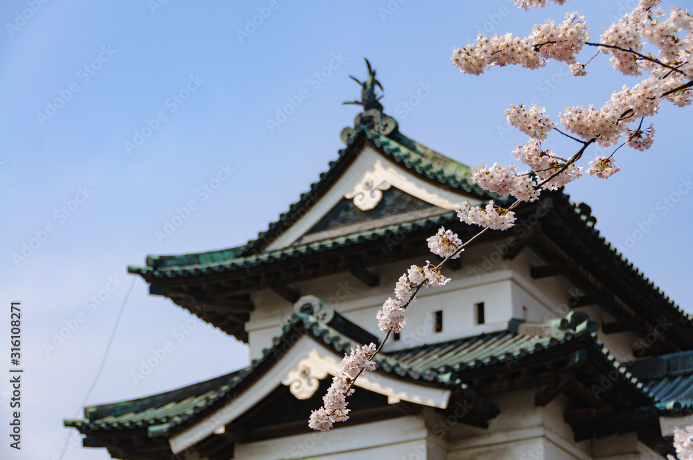 弘前城の桜