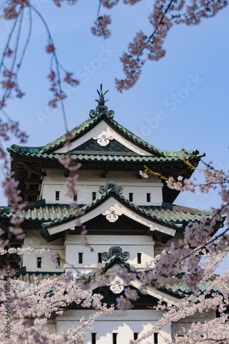 弘前城の桜 © smoke