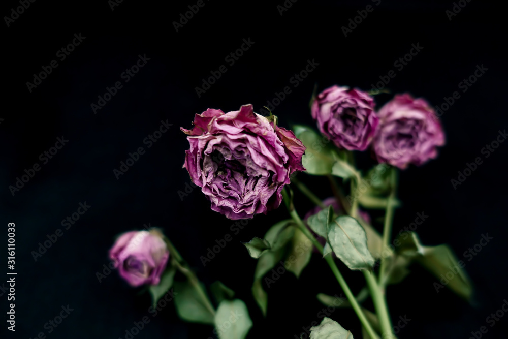 Close up of withered pink roses with dried rose petals lay flat and isolated on black background with copy space for Valentine’s Day and special occasion. Close up of withered pink roses with dried rose petals lay flat and isolated on black background with copy space for Valentine’s Day and special occasion.