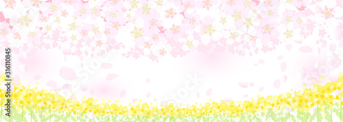 桜　花びら　菜の花畑
