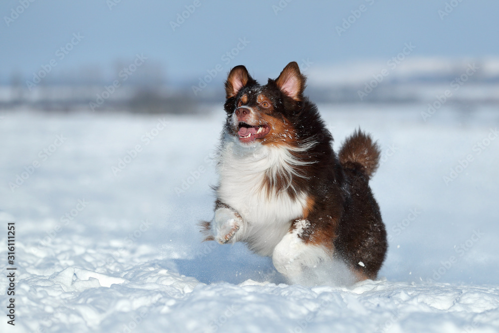 Beautiful Australian Shepherd dog running in the snow