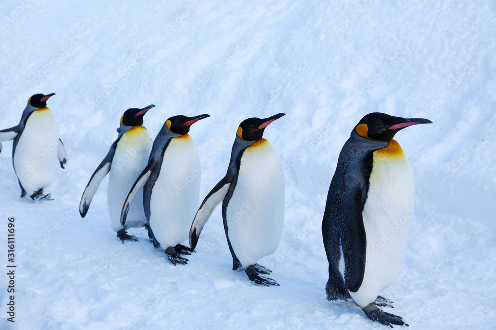 Fototapeta premium キングペンギンの散歩