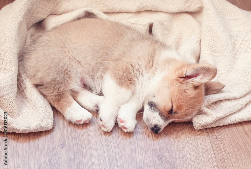Obraz premium portrait of a cute little puppy dog Corgi sweet sleeps on a wooden floor with its legs stretched out