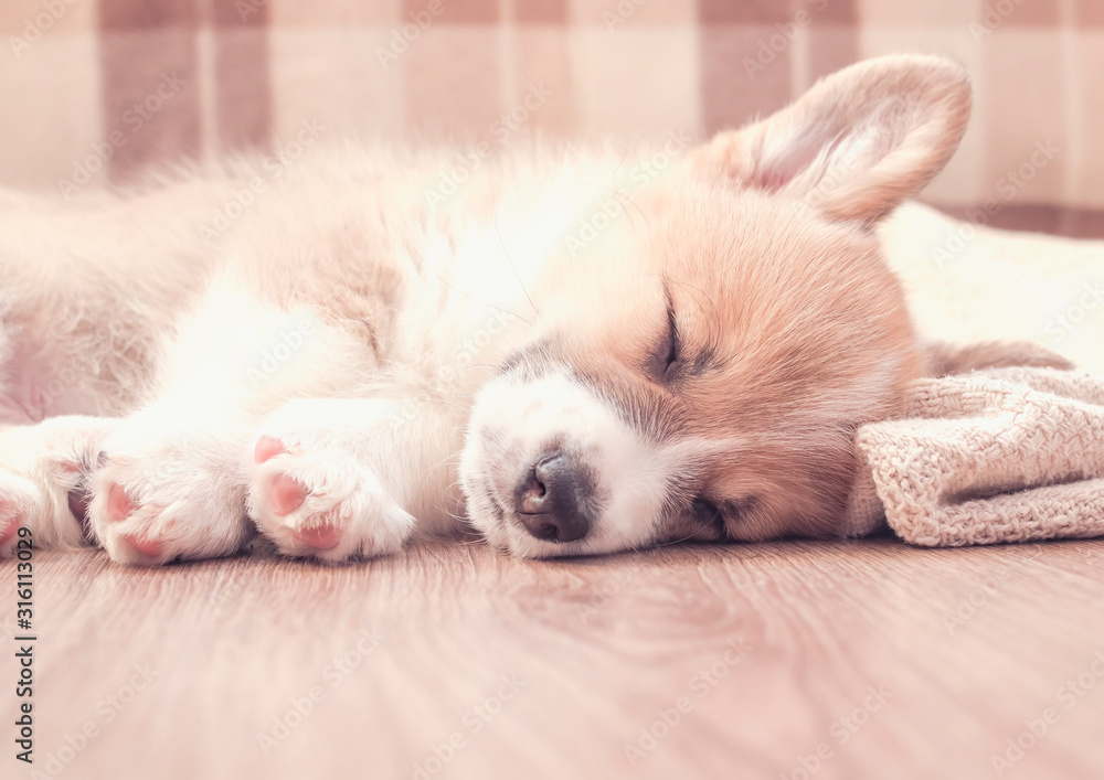 portrait of a cute little puppy dog Corgi sweet sleeps on a wooden floor with its legs stretched out portrait of a cute little puppy dog Corgi sweet sleeps on a wooden floor with its legs stretched out