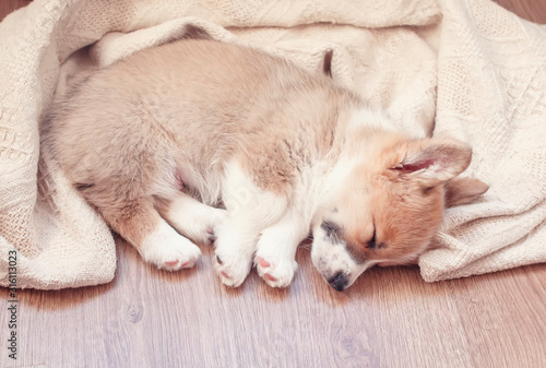 portrait of a cute little puppy dog Corgi sweet sleeps on a wooden floor with its legs stretched out