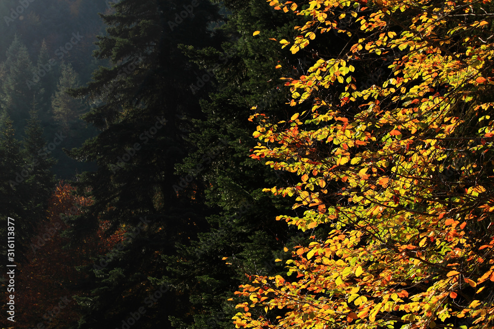 forest in autumn forest in autumn