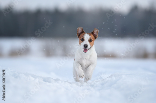 Fototapeta Naklejka Na Ścianę i Meble -  Funny dog Jack Russell Terrier running in the snow