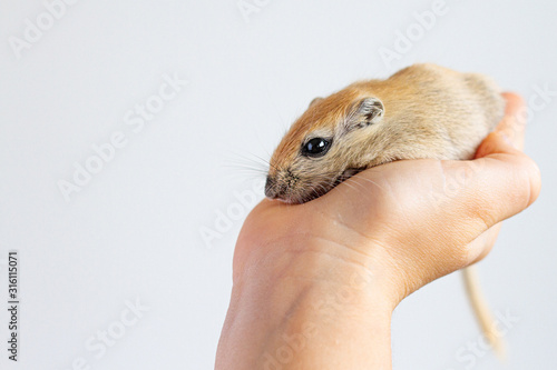 The beige mouse close up gerbil sits on a hand. Keeping of rodents in house conditions. Pet.Home zoo. 2020-year of rat, mouse. photo