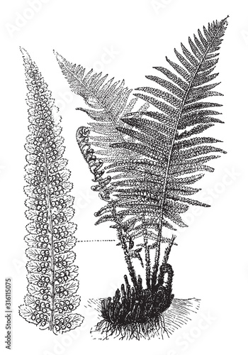 Fern (Dryopteris filix-mas) / vintage illustration from Brockhaus Konversations-Lexikon 1908