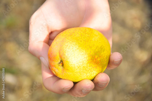 yellow pear in the hand