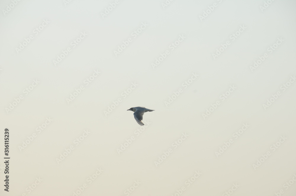 Vacation on sea with waves and seagulls Vacation on sea with waves and seagulls