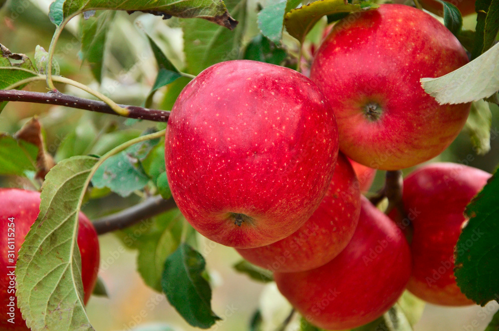 red apples on a tree red apples on a tree