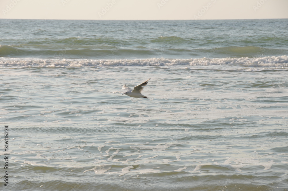 Fototapeta premium Vacation on sea with waves and seagulls