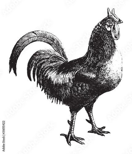 La Fleche Rooster (Gallus gallus domesticus) / vintage illustration from Brockhaus Konversations-Lexikon 1908