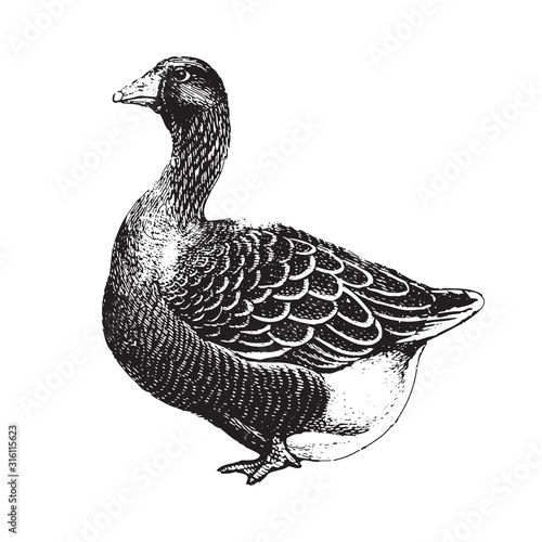 Toulouse goose (Anser anser) / vintage illustration from Brockhaus Konversations-Lexikon 1908