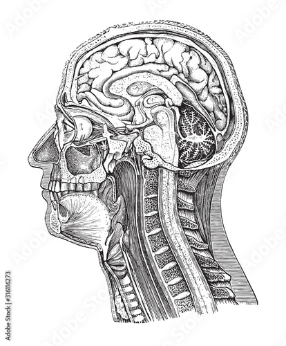 Human head anatomy / vintage illustration from Brockhaus Konversations-Lexikon 1908