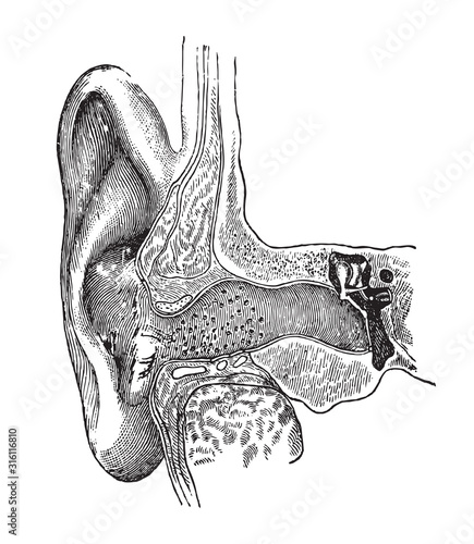 Human ear anatomy / vintage illustration from Brockhaus Konversations-Lexikon 1908