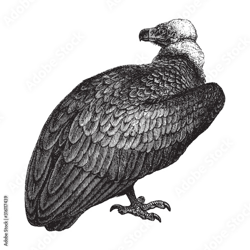Cinereous vulture or monk vulture (Aegypius monachus) / vintage illustration from Brockhaus Konversations-Lexikon 1908