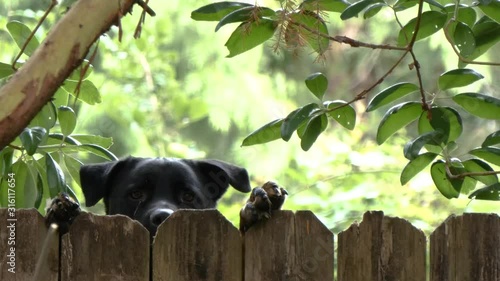 large black dog jumping up on fence in yard