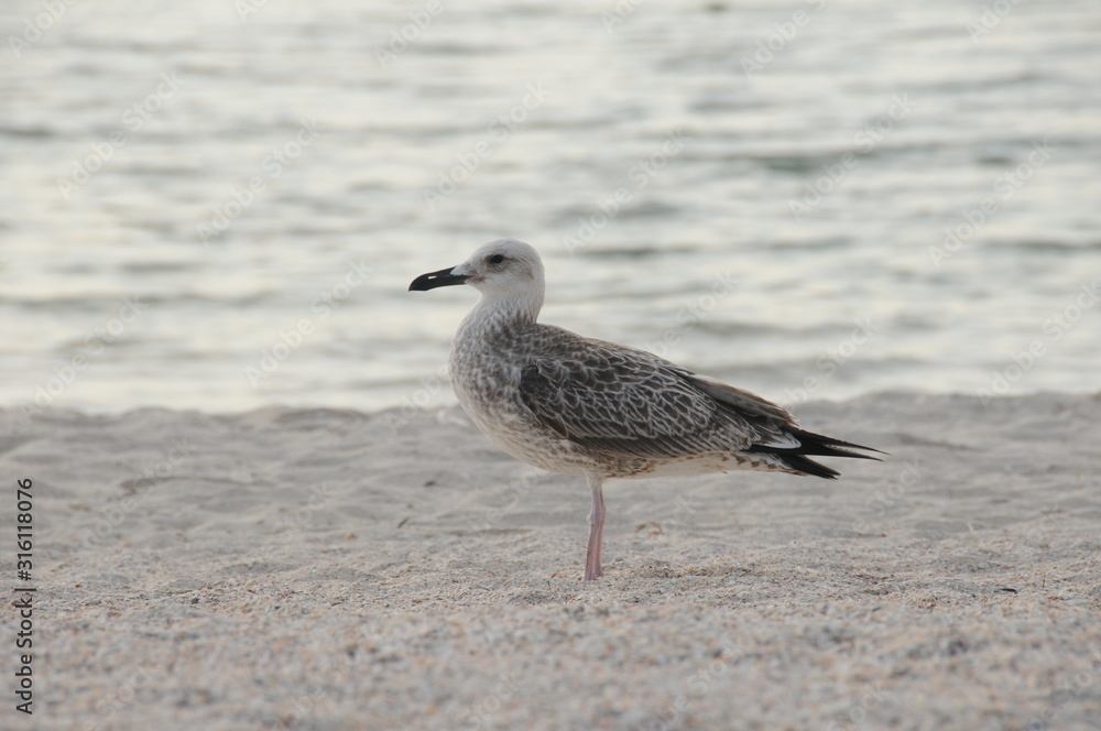 Vacation on sea with waves and seagulls Vacation on sea with waves and seagulls