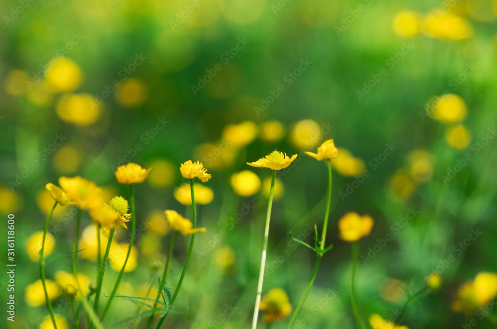 Blooming yellow buttercups in the background of a beautiful bokeh in springtime