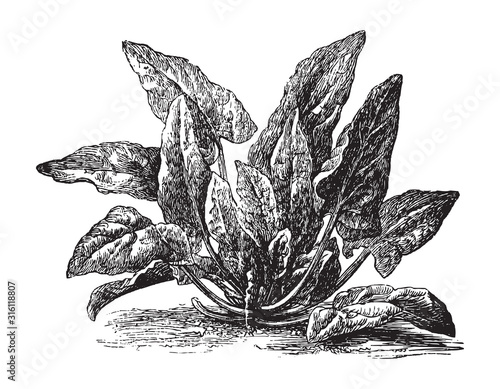 Spinach (Spinacia oleracea) / vintage illustration from Brockhaus Konversations-Lexikon 1908