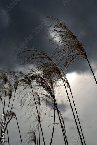 Japanese pampas grass in Japan  in winter