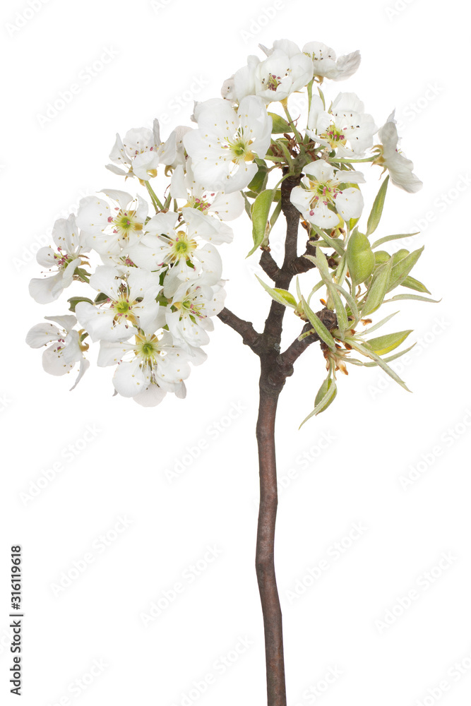 pear blossom isolated