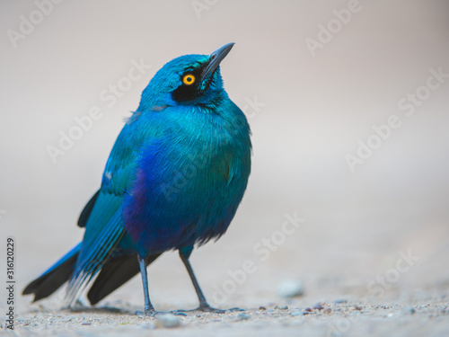 Glossy Starling in South Africa © Heinnie