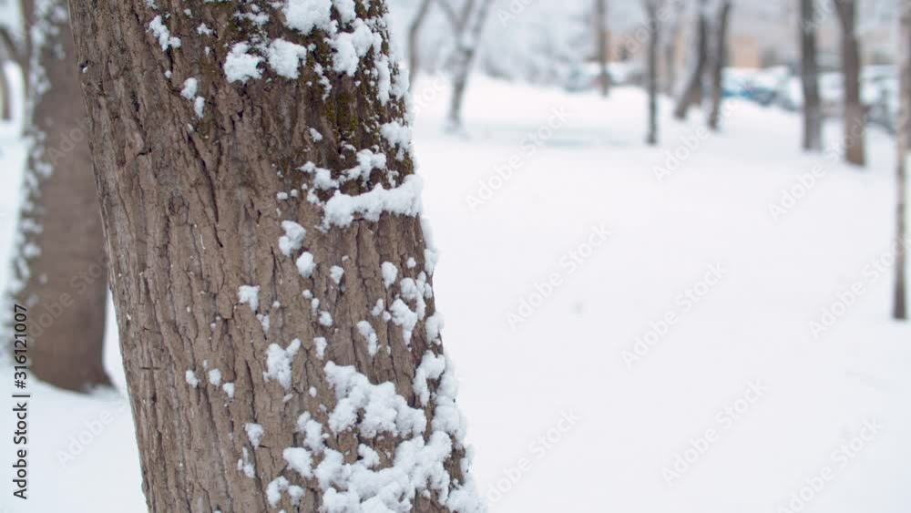 Snowfall. Close up tree trunk in the snow. Snow falling on the ground. Winter background Snowfall. Close up tree trunk in the snow. Snow falling on the ground. Winter background