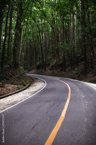 road in a tropical unusual forest on an island in the philippines © константин константи