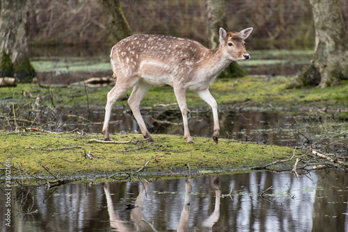 Fototapeta Naklejka Na Ścianę i Meble -  Deer in a swamp landscape in Germany