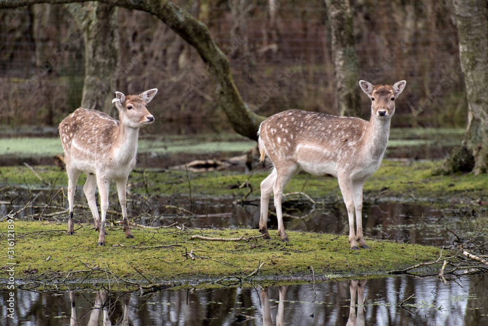 Deer in a swamp landscape in Germany Deer in a swamp landscape in Germany