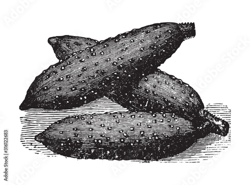 Cucumber (Cucumis sativus) / vintage illustration from Brockhaus Konversations-Lexikon 1908