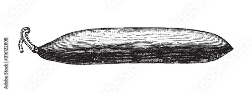 Cucumber (Cucumis sativus) / vintage illustration from Brockhaus Konversations-Lexikon 1908