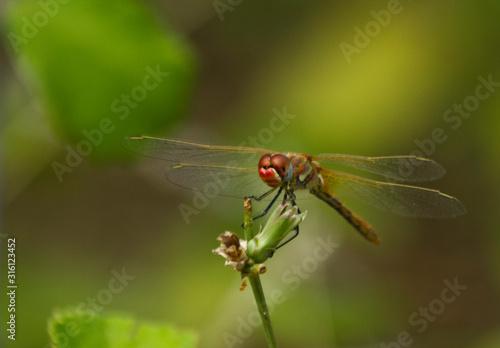 dragonfly on leaf © izzet