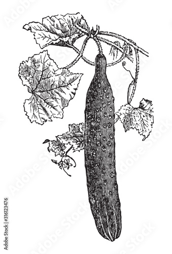 Fotografie Cucumber (Cucumis sativus) / vintage illustration from Brockhaus Konversations-L