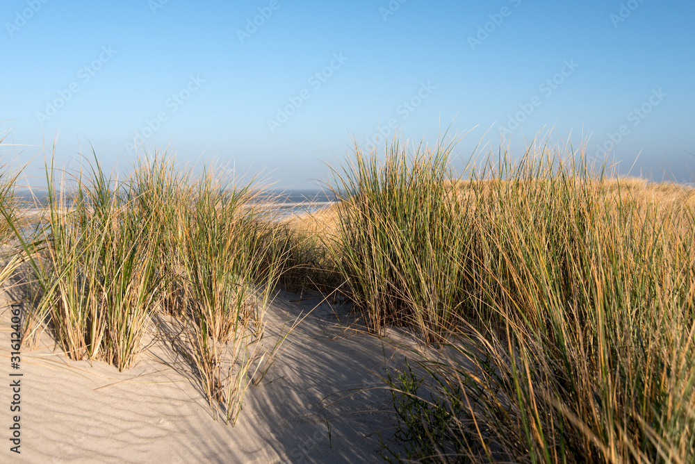 Dunes on the North Frisian Island Amrum in Germany Dunes on the North Frisian Island Amrum in Germany
